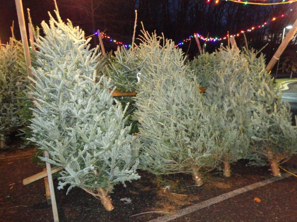 Christmas Tree Stand